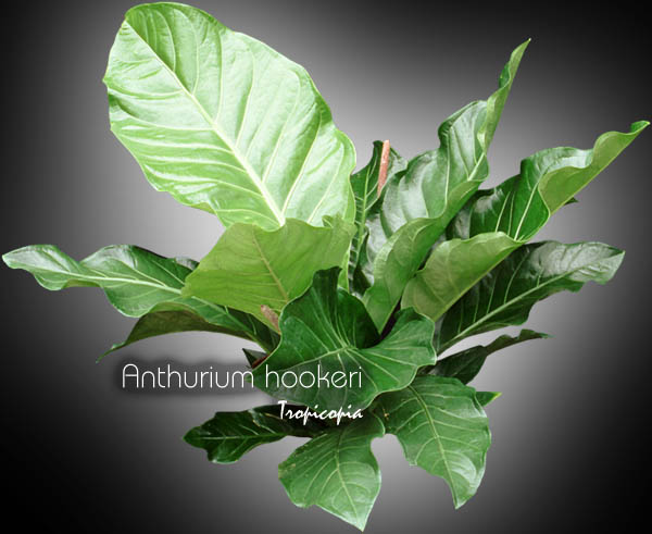 Anthurium - Anthurium hookeri - Bird nest Anthurium, Cabbage Anthurium